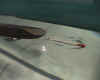 torpedo_ 6.jpg (163393 Byte)